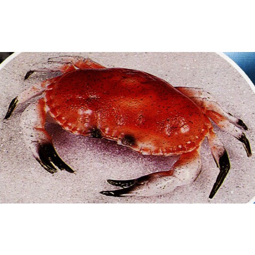 Crostacei e pesci finti in plastica per esposizione