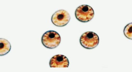 Collare Con Occhielli In Alluminio | Dimensioni Da 15mm A 40mm - Per Applicazioni Industriali - Foto 4