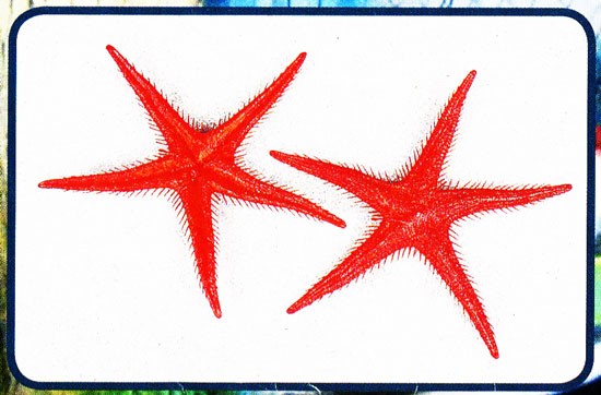 Stelle marine decorative, ornamentali per vetrine e casa e cucina.