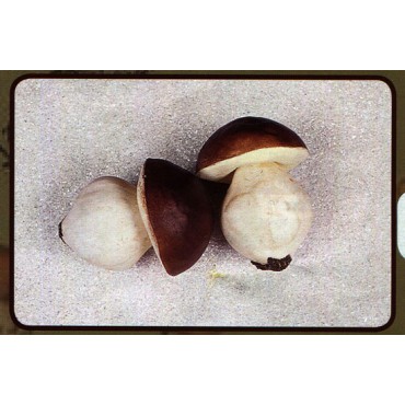 Funghi porcini finti decorativi mm 110x140, da Morganline, 2 pezzi (prezzo per 1 confezione da 2 funghi porcini).