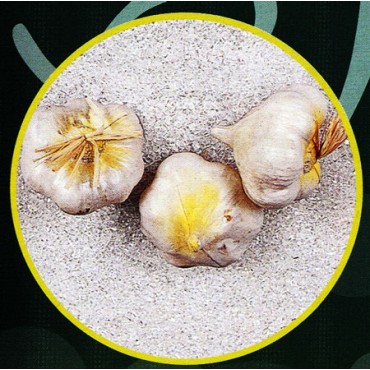 3 pezzi di aglio riccione finti mm 70x50 (prezzi per 1 confezione da 3 pezzi di aglio riccione)