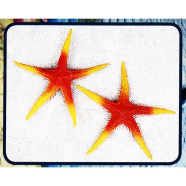 Stelle marine finte colore arancio mm 250