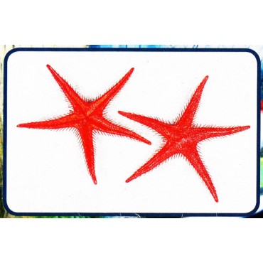 Stelle marine finte colore rosso mm 250